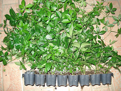 5 Pflanzen Kraut der Unsterblichkeit Jiaogulan Gynostemma pentaphyllum 4Cm  Topf | eBay.de