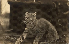 Twin Mountain, New Hampshire NH The Wildcat Mt. Camps 1902 Cats Original RPPC