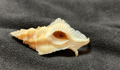 Muricidae Pterynotus Laurae 38.4mm Zamboanga Philippines - Rare Beauty!