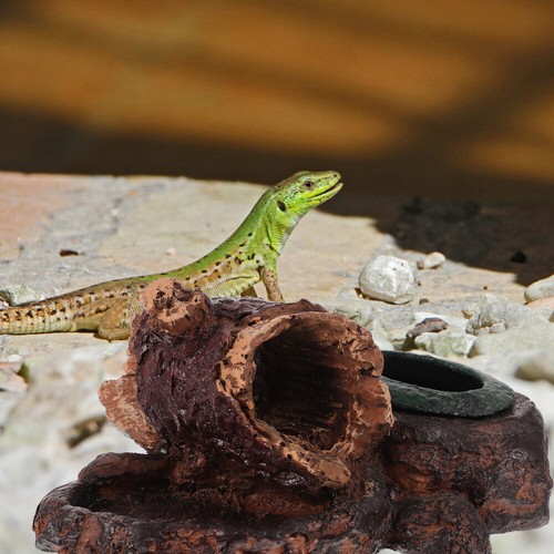 Serpent Boîte D'alimentation Pour Reptiles - Décoration ventes exceptionnelles Habitat Terrarium