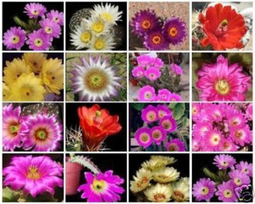 Echinocereus variety mix exotic flowering cacti rare flower cactus seed 50 SEEDS - 第 1/1 張圖片
