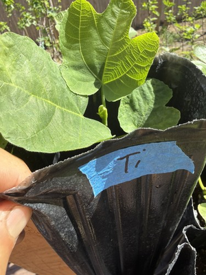 #ad #ad One LSU Tiger Fig Tree YOUNG $34.00