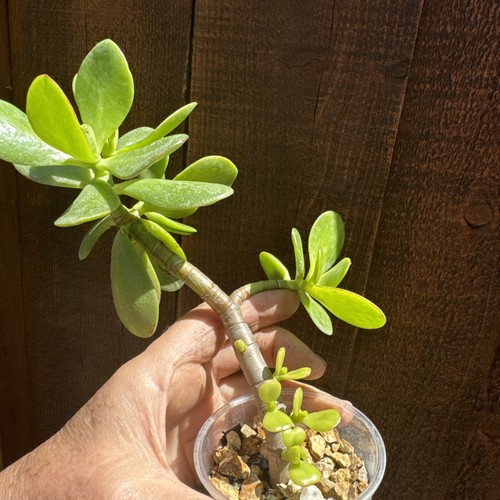 Crassula ovata; bewurzelt; gleiche Pflanze wie auf Bildern; Bonsai