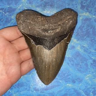 MEGALODON SHARK TOOTH 5.01” HUGE TEETH MEG SCUBA DIVER DIRECT FOSSIL NC 3499