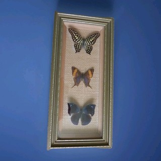 VINTAGE THREE BUTTERFLY WALL DISPLAY HOME DECOR WOOD GLASS COTTAGECORE