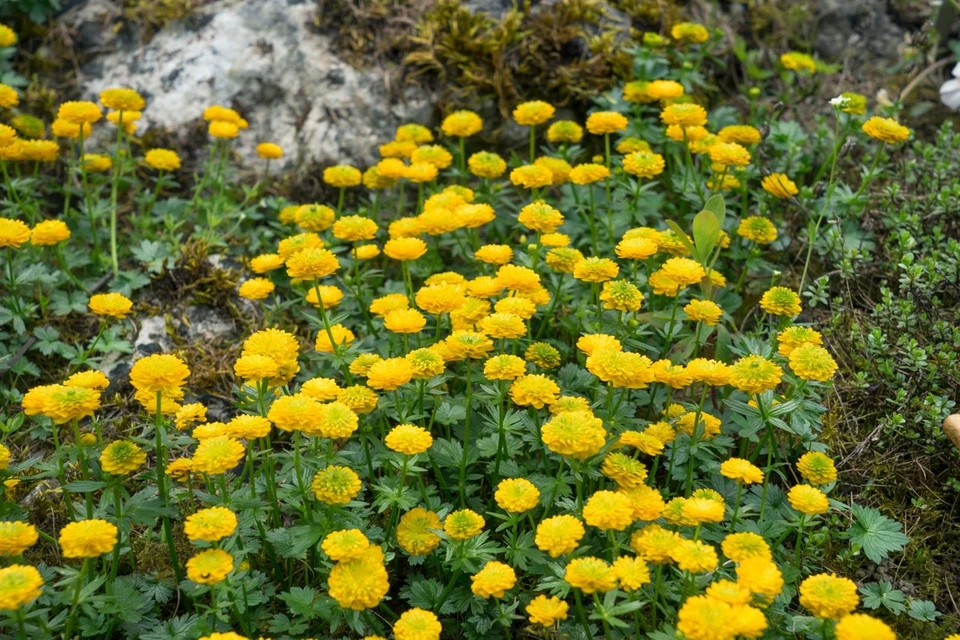 Ranunculus ficaria 'Flore Pleno', Scharbockskraut, gefüllt, ca. 9x9 cm Topf - Bild 4 von 4