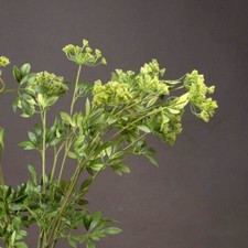 Artificial Green Cow Parsley Ammi Stem Wild Meadow Country Chic Flower 100 cm