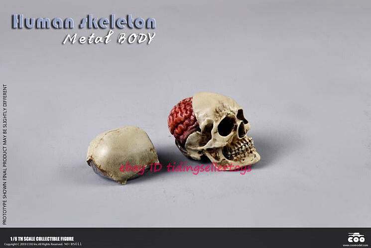 COOMODEL THE HUMAN SKELETON 1/6 DIECAST ALLOY Action Figure 12
