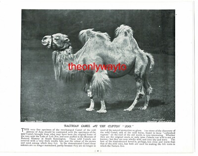 Baktrisches Kamel, (indischer Arbeitselefant, Rückseite), Buchillustration, um 1895