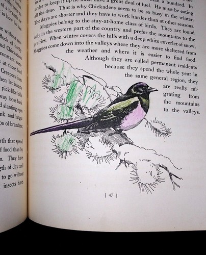 Traveling with Birds, Rudyerd Boulton, 1st Ed, 1933 M.A. Donohue &Co. - HB, Used - Imagen 12 de 12