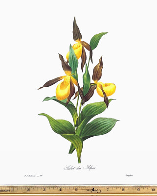 Redoute Flowers #134 TABOT DE ALPES BOTANICAL ART BK SUPERB FLORAL PRINT L@@K!