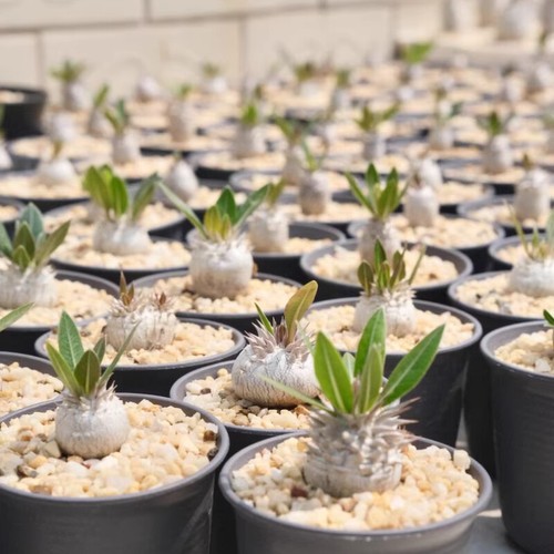 Pianta di cactus succulenta 2 cm Pachypodium Brevicaule Densiflorum pianta da giardino per casa - Foto 16 di 19