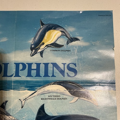 I Flip For Dolphins Double Sided Poster Bottlenose Dolphin 1991 Pygmy Spinner - Afbeelding 4 van 15