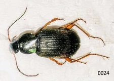 CARABIDAE Chlaenius pensylvanicus 10mm+ A1 from CANADA - #0024