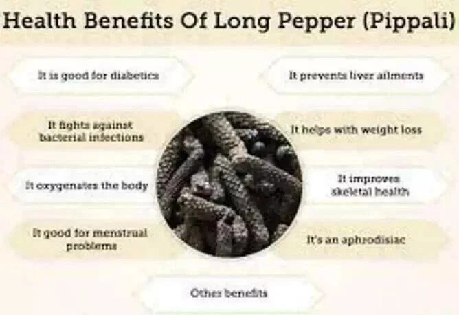 Fresh Organic Whole Long Pepper Pippali (Longum, Indian long pepper) Ayurveda