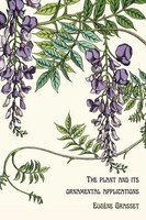 The Plant And Its Ornamental Applications | EugèNe Grasset | Buch | Englisch