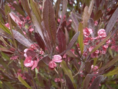 Dodonaea viscosa purpurea PURPLE HOPSEED BUSH Shrub Seeds! | eBay