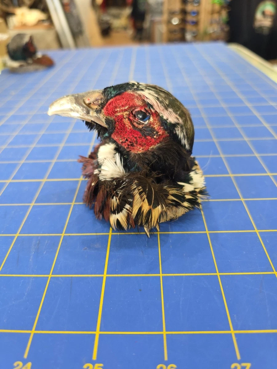 野鸡鸟标本| eBay