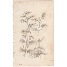 Impresión botánica antigua Thornton 1812 Elementos de botánica 58 tipos de flores