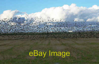 Photo 6x4 Birds of a feather Longton/SD4725 This flock was systematicall c2007