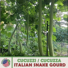 10 Cucuzzi Italian Snake Gourd Seeds, Cucuzza, Heirloom, Non-GMO, Genuine USA