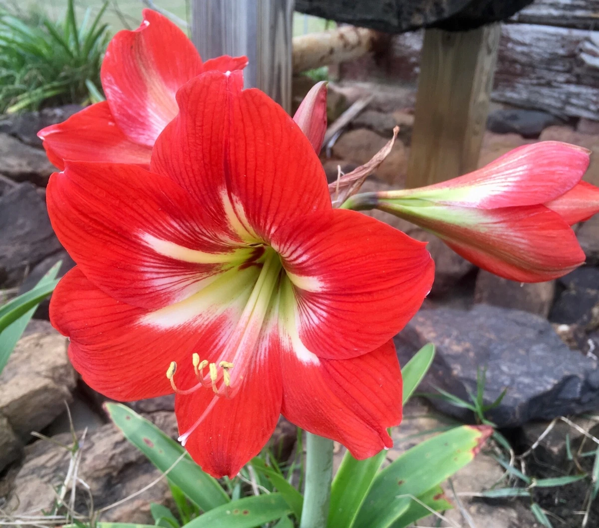 Bulbi Di Hippeastrum Rari – 1 Bulbo A 25€ Spedizione Inclusa