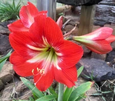 4 bulbs - Hardy Amaryllis, Hippeastrum x johnsonii, St. Joseph's Lily, TX Grown