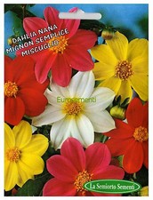 20 Semi/Seeds DAHLIA Nana Mignon Semplice Mix
