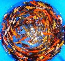 75-Lot Assorted 2”-4” live koi Standard fin fish mixed lot PKF