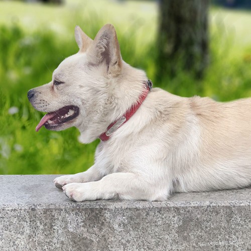 Collier de chien personnalisé en cuir Plaque signalétique chat Gravure gratuite - 第 5/19 張圖片
