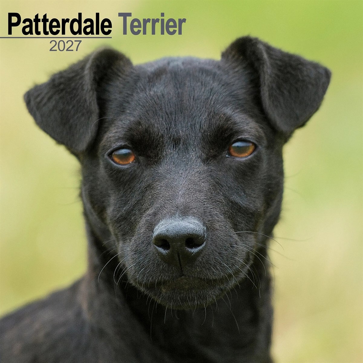 Patterdale Terrier Calendar 2027, Wall Calendars, Month To View, Dogs, Gift - Image 5