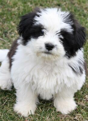 SHIH TZU GLOSSY POSTER PICTURE PHOTO dog puppy puppies cute silky hair nice  1772