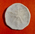 EOCENE FOSSIL SEA URCHIN OF GIRONDE, PROSCUTELLA