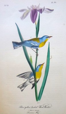 Audubon 1st ed Octavo BLUE YELLOW BACKED WOOD WARBLER  Birds of Am 1840 original