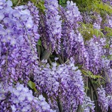 5 x Purple Wisteria Climbing - Creeping. Collected from my garden in Sussex