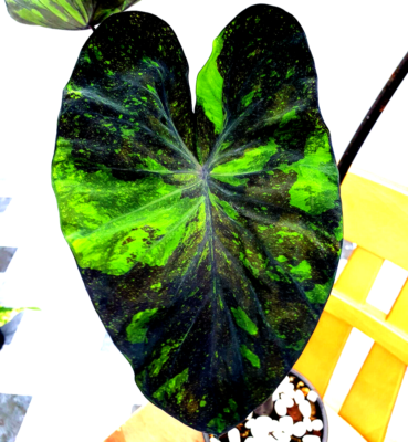 Colocasia Midnight Var esculenta species New HB Elephant ear + Phyto Cert |  eBay