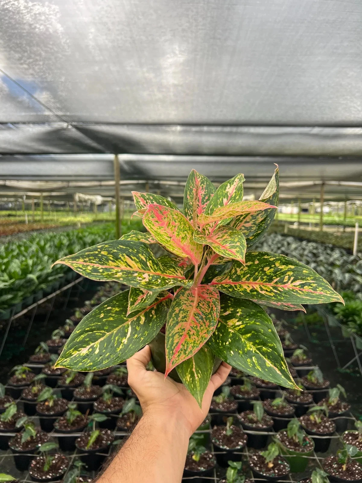 Aglaonema Chanel | Chinese Evergreen | Indoor & Outdoor House plant in 6" Pot