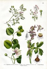 1909 WILLKOMM CHROMO fumitory or earth smoke, corydalis, caper bush