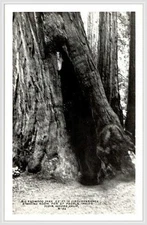 Muir Woods Giant Redwood Postcard RPPC 1920s Marin County CA Bardell Unposted