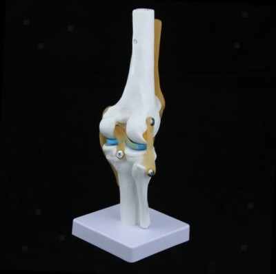 Menschliches Knie Anatomie Skelett mit Bändern Gelenkmodell Pflege Unterricht