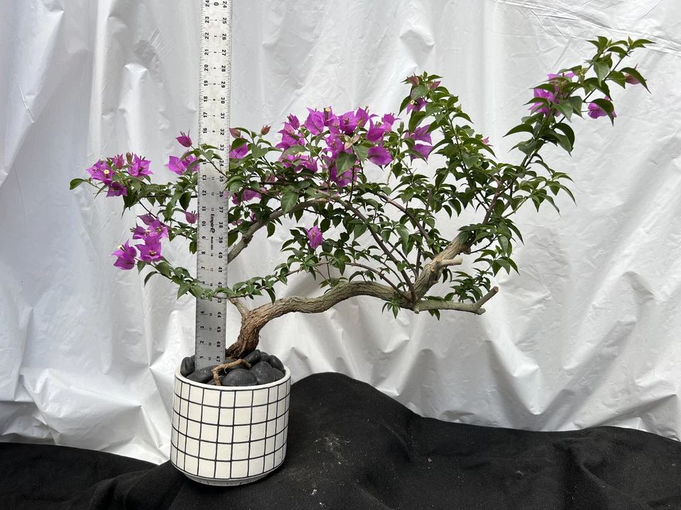 Beautiful Blooming Purple Old Live Bougainvillea Bonsai Tree Live Plant - Image 2 of 4