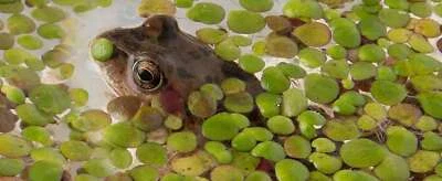 LINCOLNSHIRE POND PLANTS LTD DuckWeed x 70 g /1 x Large table Spoon / Oxygenating Pond Water Plants