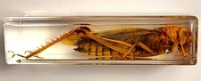 4.3" Real Large Golden Locust in Clear Lucite Resin Science Education Specimen