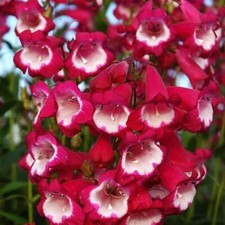 Penstemon Special Pensham 'Amelia Jane' Perennial Plug Plants Pack x6