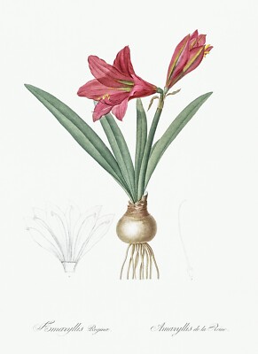 Hippeastrum Lily Les Liliacees by Pierre Joseph Redouté Print Repro