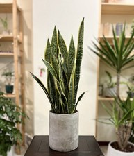 5pcs Snake Plant 15  Golden Side Bare Root Mother-In-Law Sanseveria Live Plant