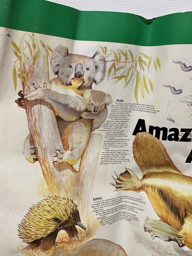 Clarks Amazing Australian Animals Poster Wildlife Natures Series No 7 Vintage - Bild 3 von 9