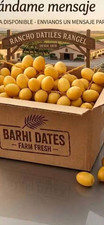 fresh yellow barhi dates