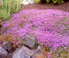 CREEPING THYME DWARF Thymus Serpyllum - 5,000 Bulk Seeds