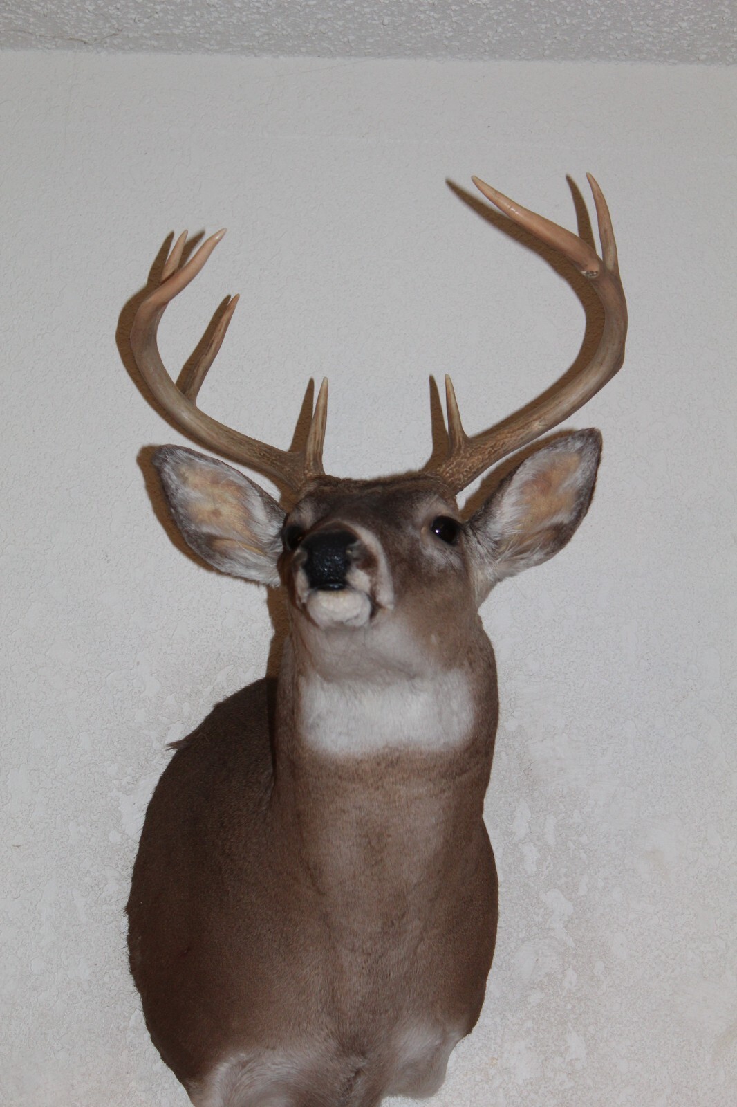 Whitetail Deer Head Shoulder Mount Taxidermy Cape Shed Antler Hunt Mule Rack